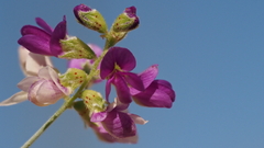 Psorothamnus polydenius