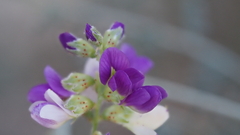 Psorothamnus polydenius