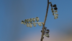 Psorothamnus polydenius