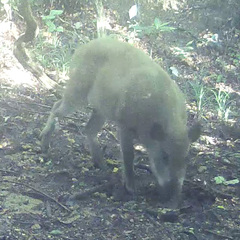 Sus scrofa leucomystax