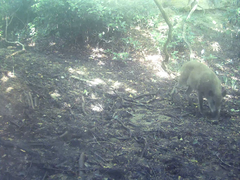 Sus scrofa leucomystax