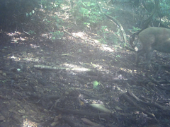 Sus scrofa leucomystax