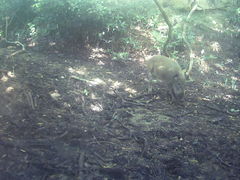 Sus scrofa leucomystax