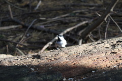 Poecile atricapillus