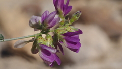 Psorothamnus polydenius