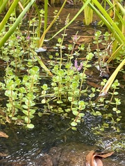 Rotala rotundifolia