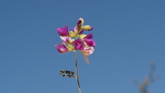 Psorothamnus polydenius