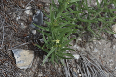 Lithospermum ruderale