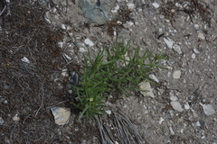 Lithospermum ruderale