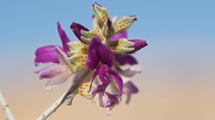 Psorothamnus polydenius