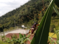 Trachyderes
