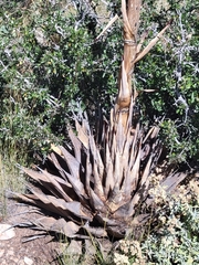 Agave parryi