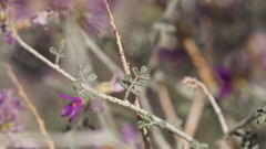 Psorothamnus polydenius