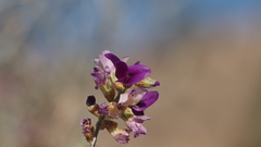 Psorothamnus polydenius