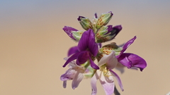 Psorothamnus polydenius