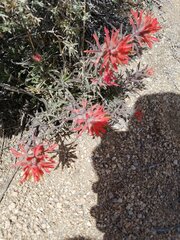 Castilleja chromosa