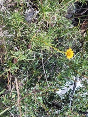 Sidneya tenuifolia