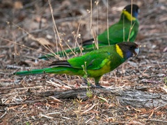 Barnardius zonarius