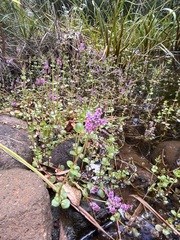 Rotala rotundifolia