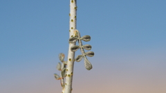 Psorothamnus polydenius