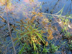 Cyperus erythrorhizos