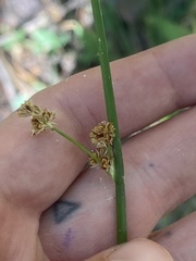 Juncus effusus