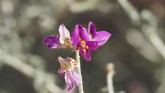 Psorothamnus polydenius