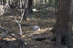 Sciurus carolinensis
