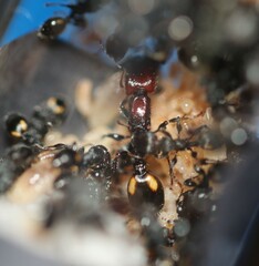 Podomyrma maculiventris