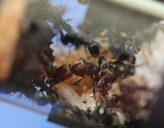 Podomyrma maculiventris