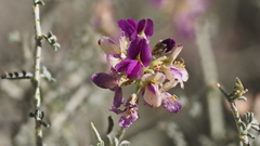 Psorothamnus polydenius