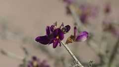 Psorothamnus polydenius