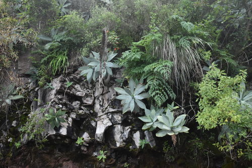 Agave attenuata