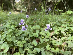 Viola