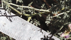 Psorothamnus polydenius