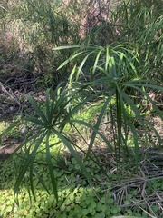 Cyperus alternifolius