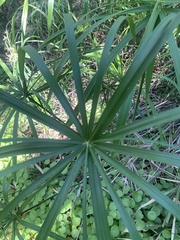 Cyperus alternifolius