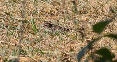 Spizella passerina