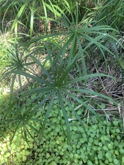 Cyperus alternifolius