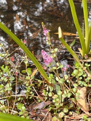 Rotala rotundifolia