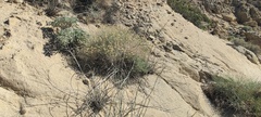 Asclepias subulata