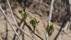 Asclepias subulata