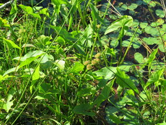 Sagittaria australis