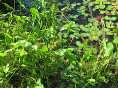 Sagittaria australis