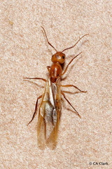 Camponotus variegatus