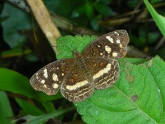 Anthanassa drusilla