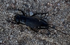 Gryllus pennsylvanicus