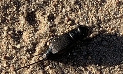 Gryllus pennsylvanicus