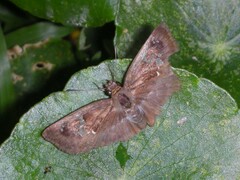 Quadrus cerialis