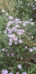 Symphyotrichum